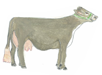 Brown Swiss Cow