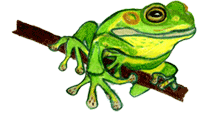 Frog in a Tree